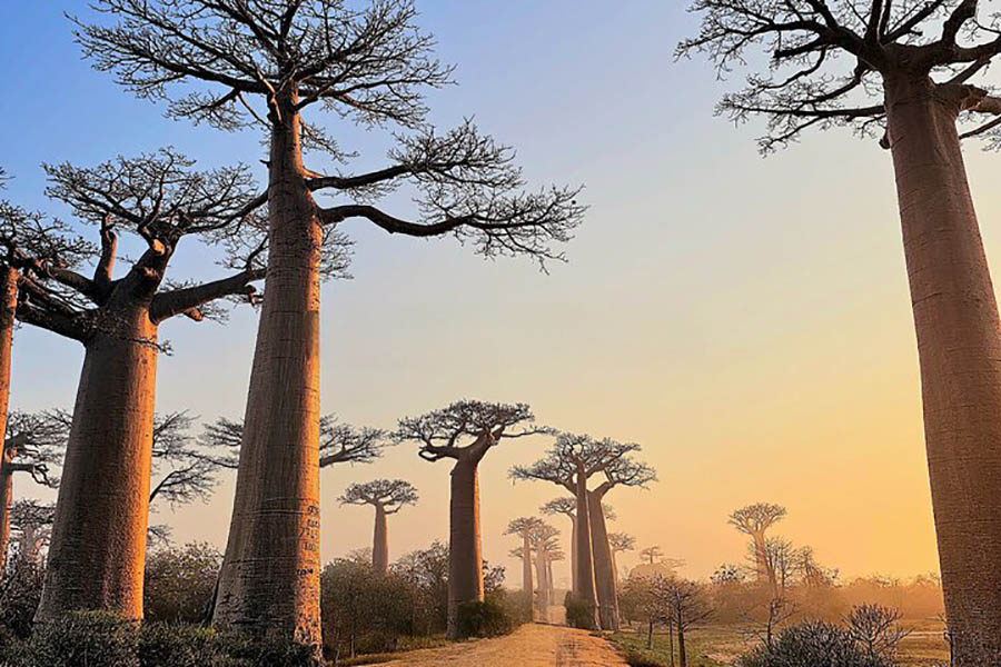 baobab avenue in morondava