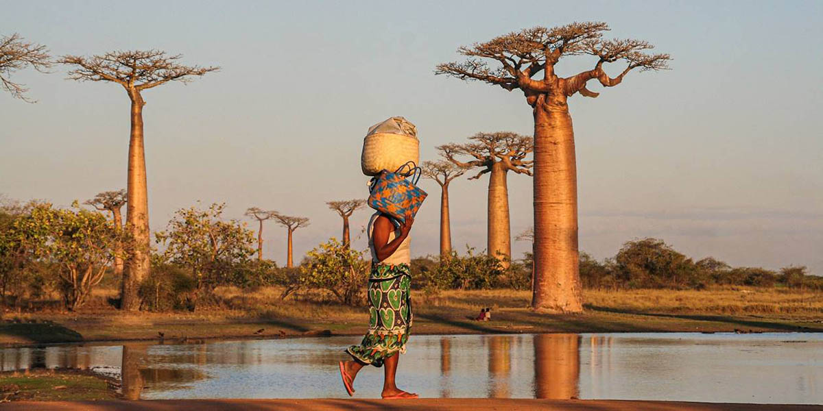baobab avenue in morondava