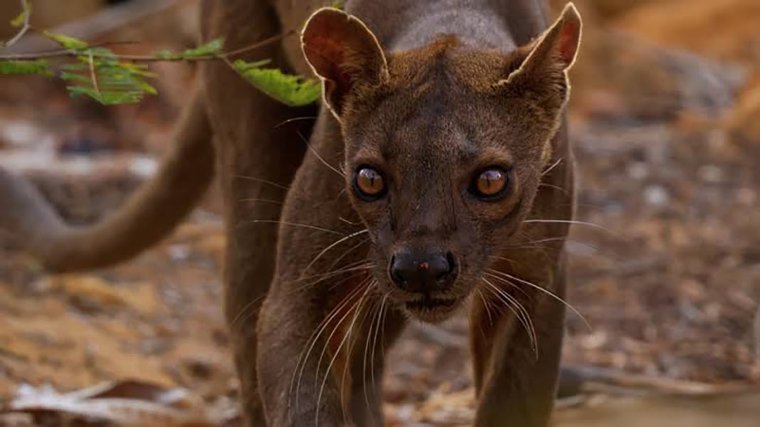 fosa at kirindy forest