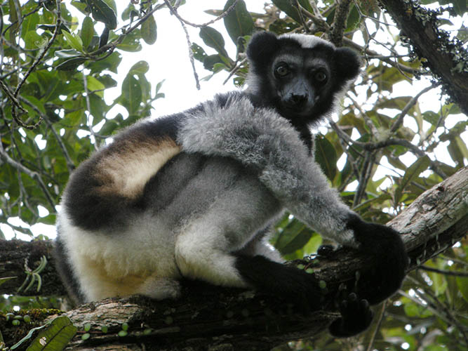 indri indri at analamazaotra park
