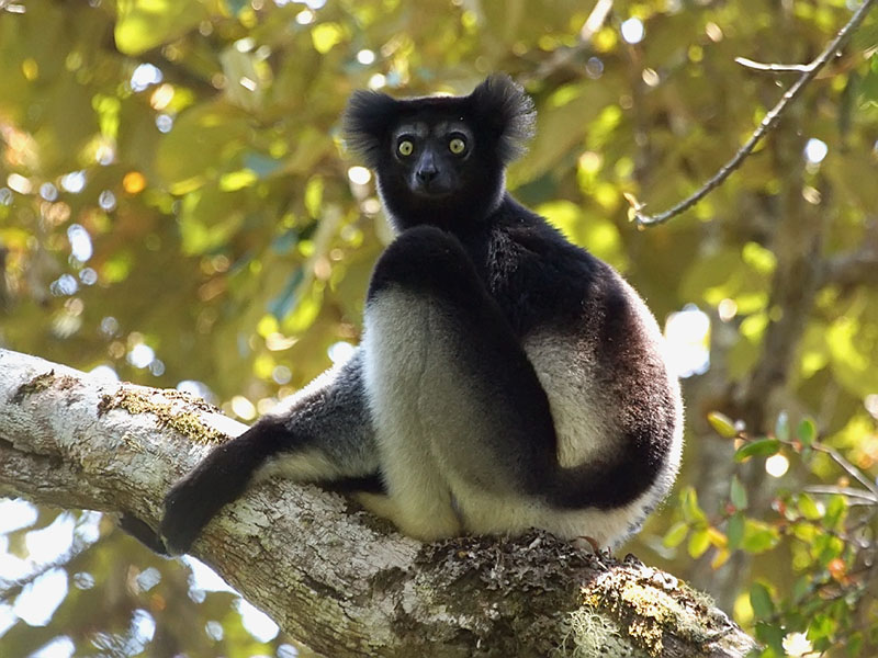 madagascar indri indri