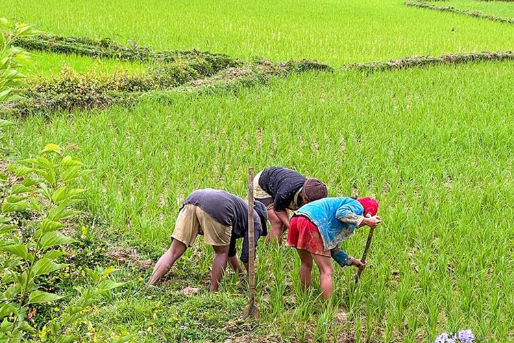 madagascar rice field
