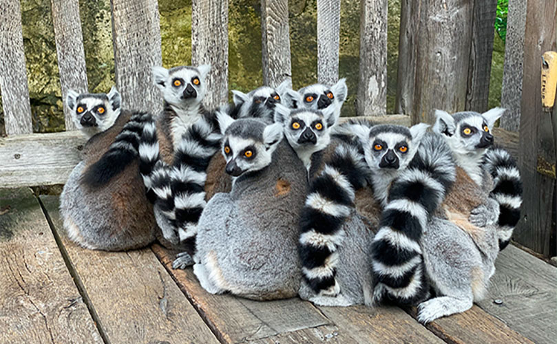 ringtail lemur at anja park