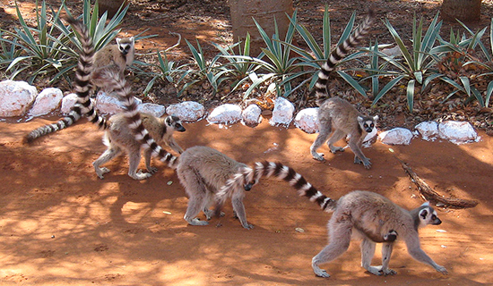 berenty reserve