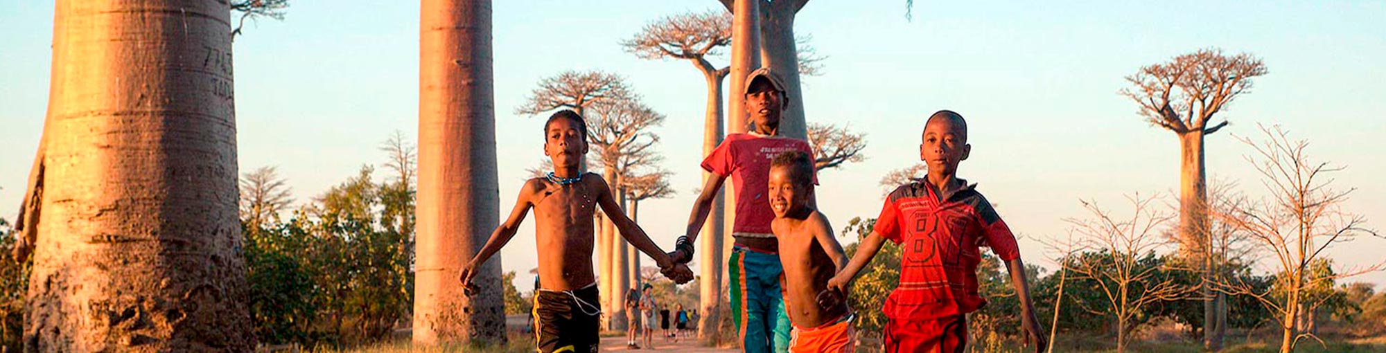 baobab avenue