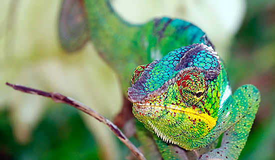 cameleon at reptiles park in marozevo
