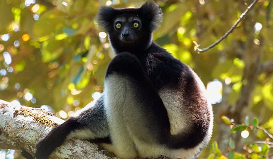 indri indri in andasibe park